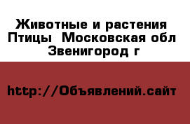 Животные и растения Птицы. Московская обл.,Звенигород г.